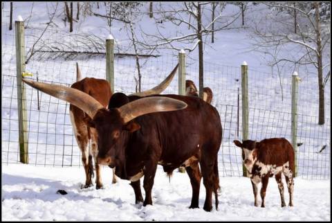 Visit This Fascinating Farm In Tennessee That Has The Strangest Collection Of Animals Around