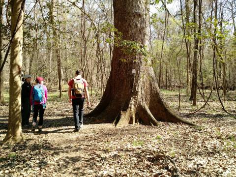 Hike This Ancient Forest In South Carolina That’s Home To 500-Year-Old Trees