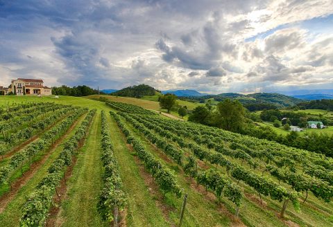 6 Tennessee Wine Trails Everyone Should Take At Least Once