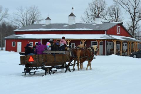 This 30-Minute Buffalo Sleigh Ride Takes You Through A Winter Wonderland