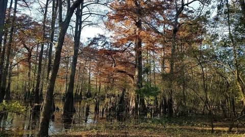 Hike This Ancient Forest In Arkansas That’s Home To 800-Year-Old Trees