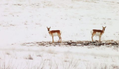 This Colorado Winter Wildlife Hike Will Spoil You For Life