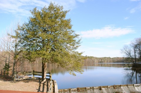 Hike This Ancient Forest In Delaware That’s Home To 500-Year-Old Trees