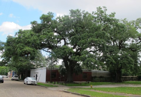 The Story Of This Haunted Graveyard Tree In Alabama Will Chill You To The Bone