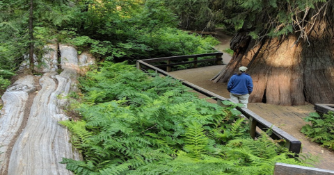 Hike This Ancient Forest In Idaho That’s Home To 3,000-Year-Old Trees