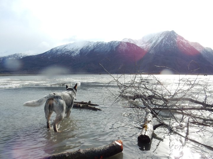 glaciers in alaska