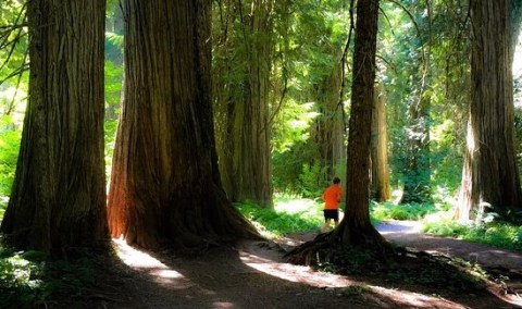 Hike This Ancient Forest In Montana That’s Home To 400-Year-Old Trees