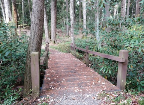 Hike Through An Ancient Forest With 500-Year-Old Trees At Cathedral State Park In West Virginia