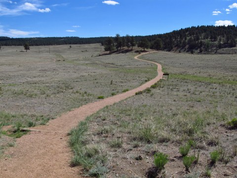 Hike This Ancient Forest In Colorado That’s Home To 34-Million-Year-Old Trees