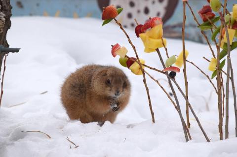 Winter Is The Perfect Time To Visit This Free Wisconsin Zoo