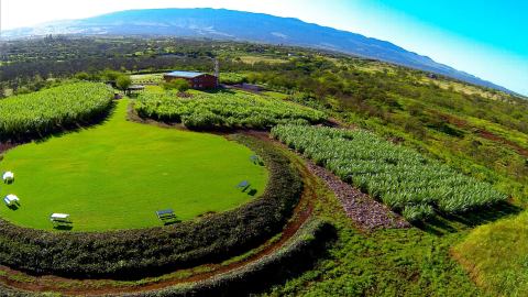 The Distillery Farm Tour In Hawaii That Is Unlike Anything In The Entire World