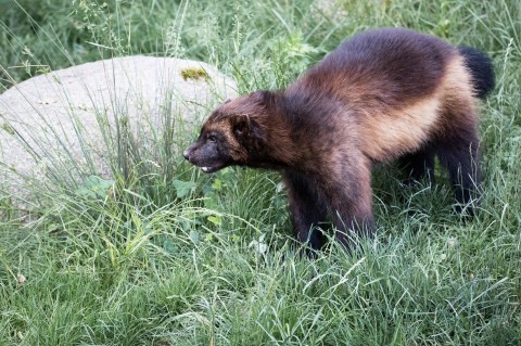 These 4 Out-Of-Place Creatures Have Been Spotted In North Dakota And You'll Want To Steer Clear