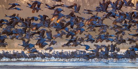 See More Than 600,000 Sandhill Cranes At This Incredible Nature Preserve In The U.S.