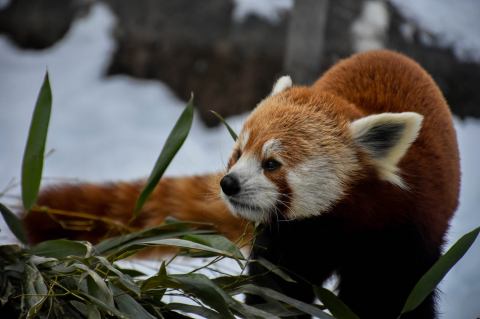 This Zoo In Buffalo Has Animals That You May Have Never Seen In Person Before