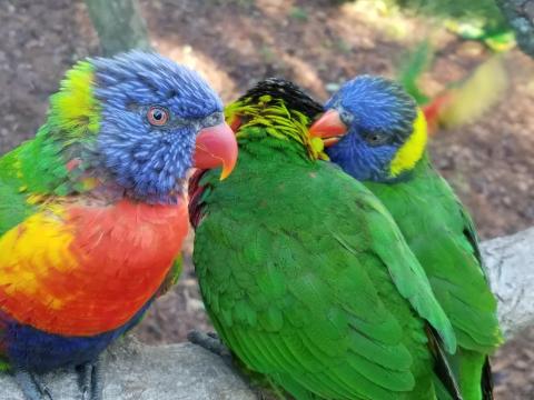 You Can Enjoy Breakfast With Birds At This Illinois Zoo