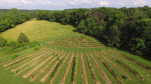 You’ll Have Loads Of Fun At These 8 Pick-Your-Own Fruit Farms In Kansas