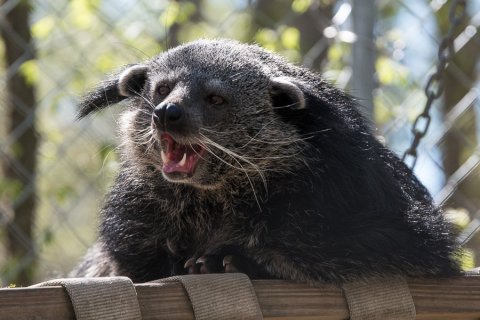 This Zoo In North Carolina Has Animals That You May Have Never Seen In Person Before