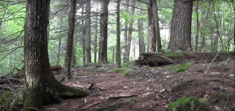 Hike This Ancient Forest In Connecticut That’s Home To 200-Year-Old Trees