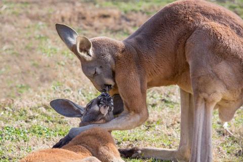 This Zoo In Texas Has Animals That You May Have Never Seen In Person Before