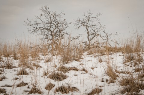 The Nearly Snowless Minnesota Winter That Took Everyone By Surprise In 1877