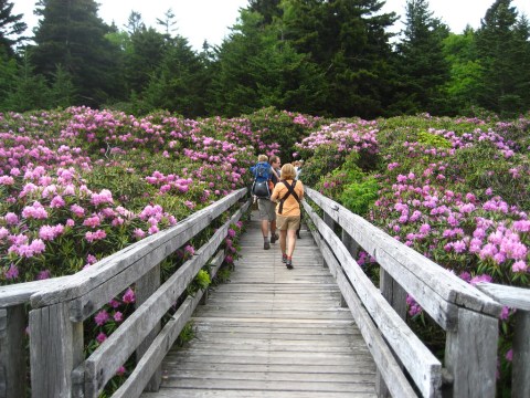 The Most Beautiful Rhododendron Festival In Tennessee You Won't Want To Miss