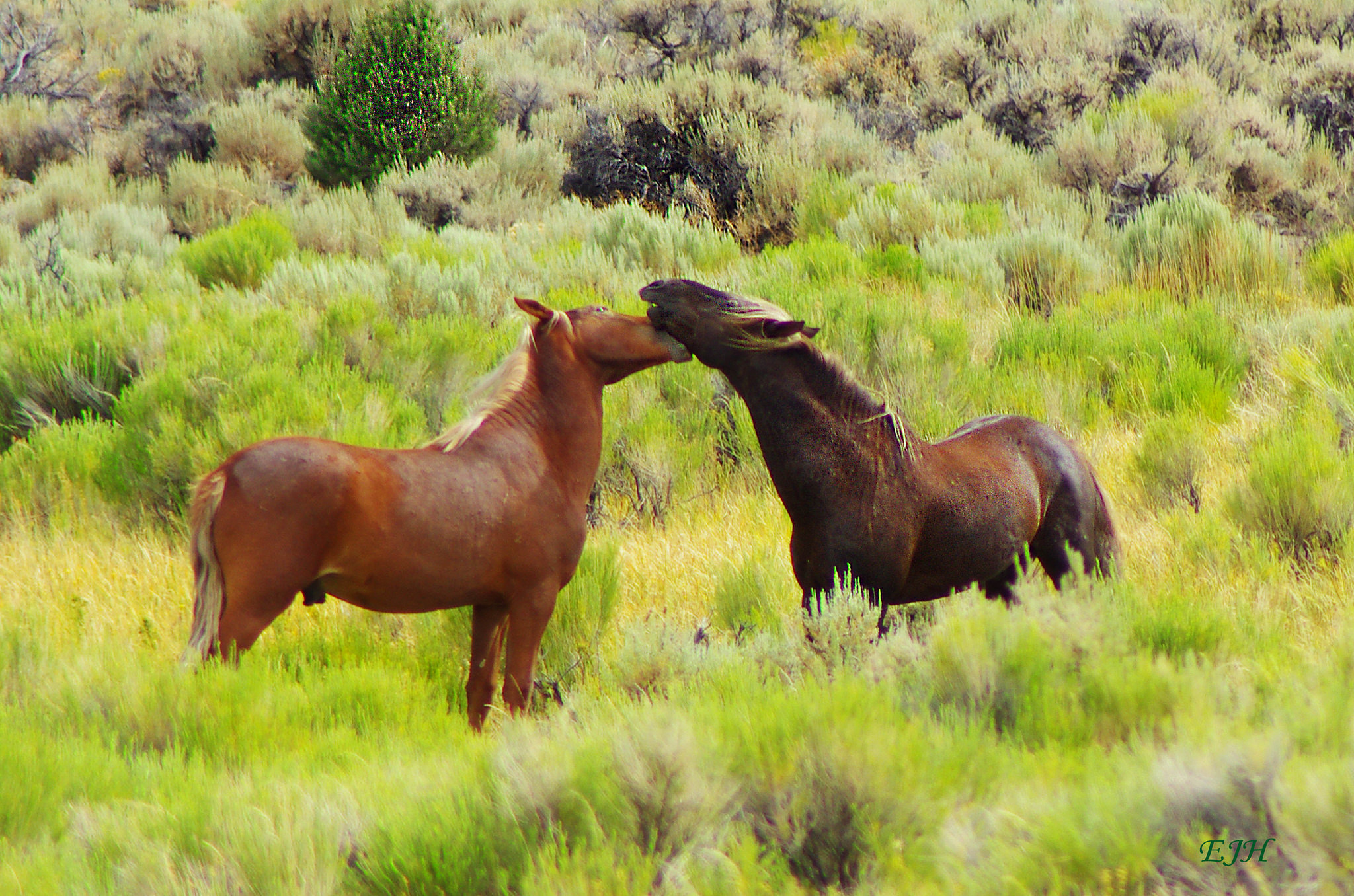 Nevada banner image