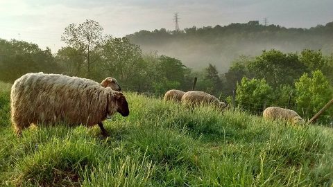 The Hillside Farm Near Cincinnati Where Your Family Can Spend A Magical Day