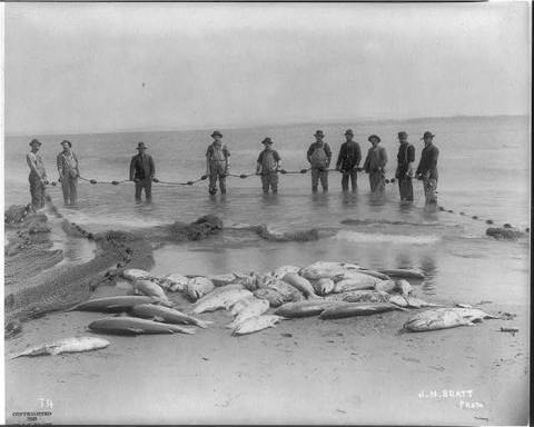 The History Behind These Gargantuan Oregon Salmon Is Beyond Fascinating