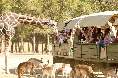 The Largest Free-Roaming Animal Preserve In The Country Is Right Here In Louisiana