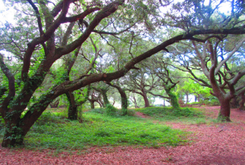 You've Probably Never Heard Of This Amazing Beach Park Hiding In Virginia