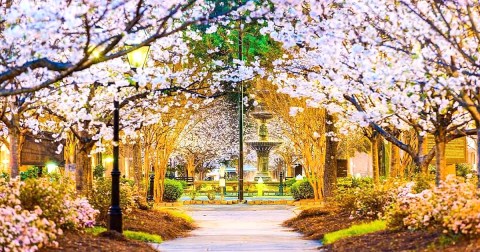 The Most Beautiful Cherry Blossom Festival In Georgia You Won't Want To Miss