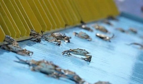 Watch Blue Crabs Race At The Quirkiest Festival In Maryland