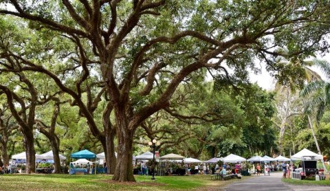 The Most Beautiful Orchid & Bromeliad Festival In Florida You Won't Want To Miss