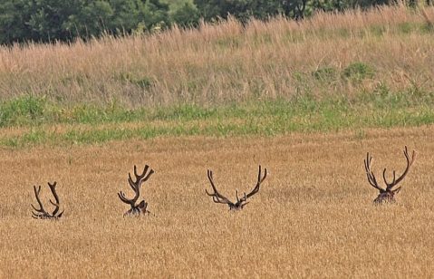 The Magical Place In Oklahoma Where You Can View A Wild Elk Herd