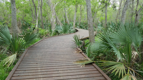 The Jungle-Like Area Of Texas That You Have To Experience For Yourself