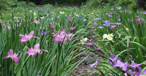 The 9 Best And Most Beautiful Places To See Wildflowers In Louisiana This Spring