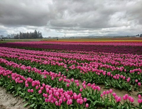 This Beautiful Tulip Festival Is One Spring Event In Washington You Don't Want To Miss