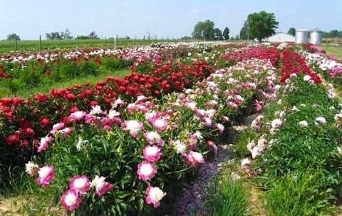 The Dreamy Peony Farm In Kentucky You'll Want To Visit This Spring