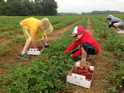 Take The Whole Family On A Day Trip To This Pick-Your-Own Strawberry Farm In Michigan