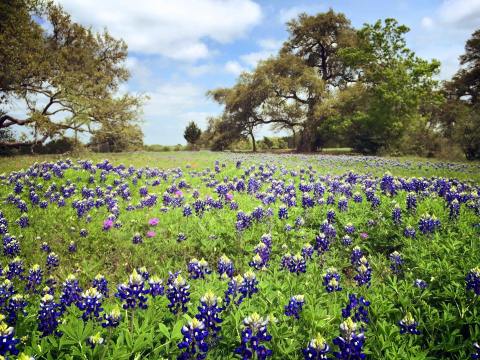 These 10 Stunning Bluebonnet Fields Around Austin Are Perfect For Your Next Family Photo