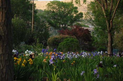 Visit This Iris Farm In New Mexico For That Beautiful Scenic Experience You Crave