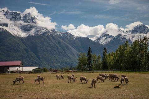 The Adorable Reindeer Farm In Alaska Your Whole Family Will Love