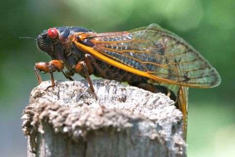 Get Ready For A Massive Swarm Of Cicadas To Invade Pennsylvania This Spring