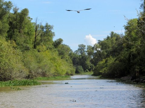 The Largest River Swamp In The Country Is Right Here In Louisiana And It's Full Of Adventures