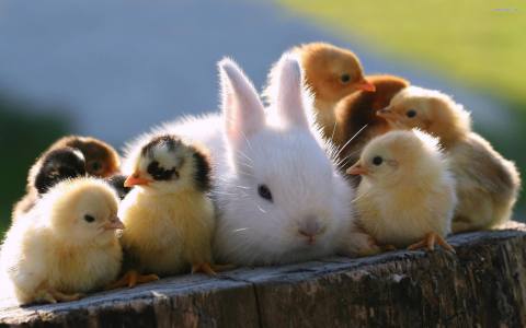 This Baby Animal Festival In Utah Is The Sweetest Thing You'll See All Spring