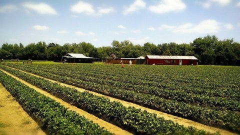 A Trip To This Sweet Berry Farm Near Austin Will Make Your Spring Complete