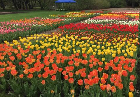 The Dreamy Tulip Farm In South Dakota You'll Want To Visit This Spring