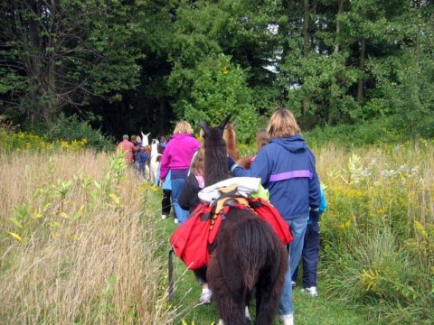 Go Hiking With Llamas Near Buffalo For An Adventure Unlike Any Other