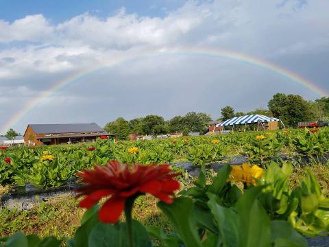 Take The Whole Family On A Day Trip To Blooms & Berries Farm Market, A Pick-Your-Own Farm Near Cincinnati