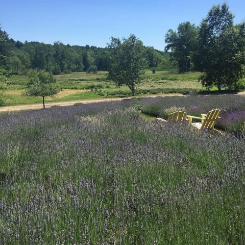 Visit This Lavender Farm In Maine For That Beautiful Scenic Experience You Crave